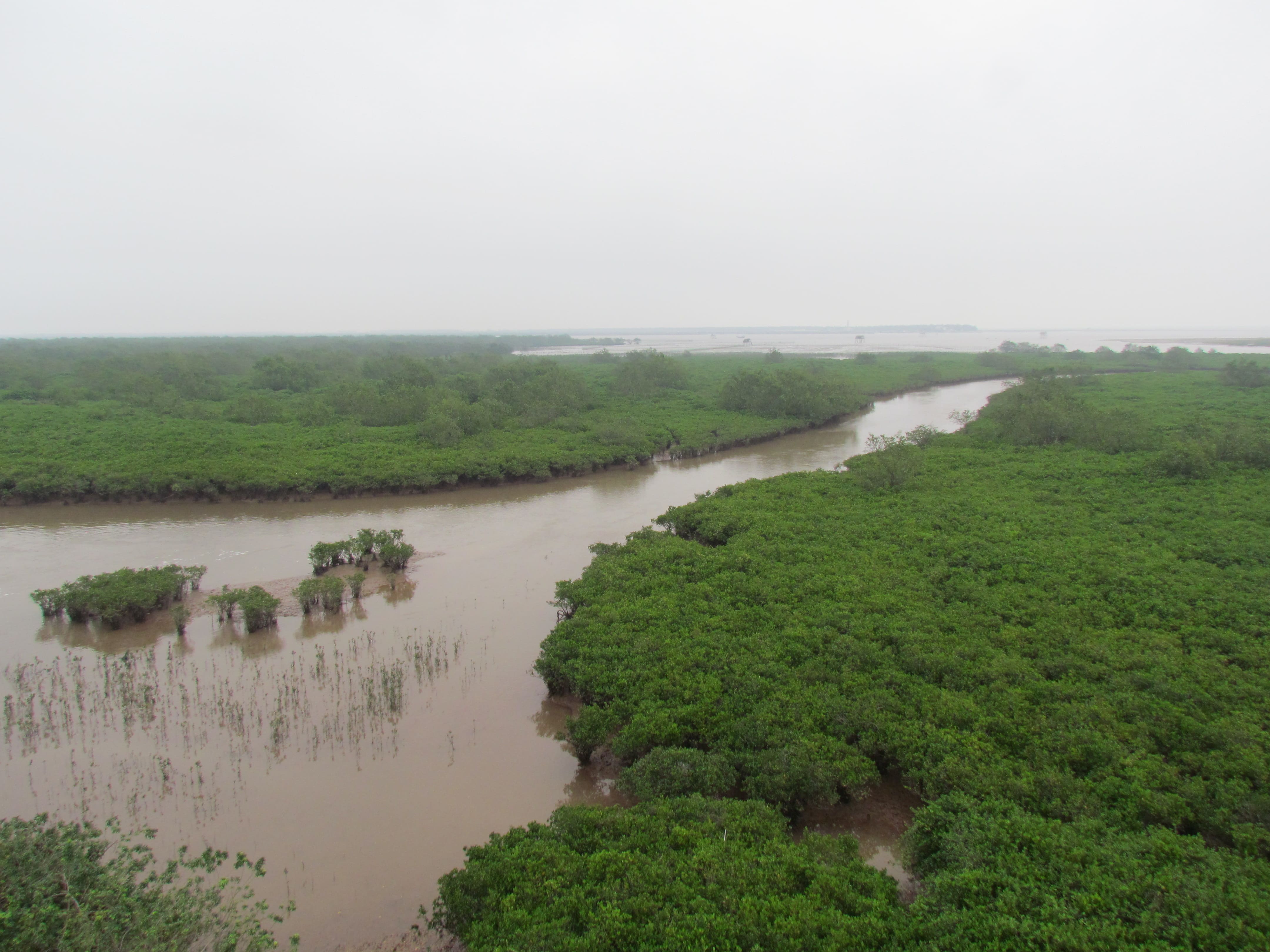 Bãi triều lầy có rừng ngập mặn