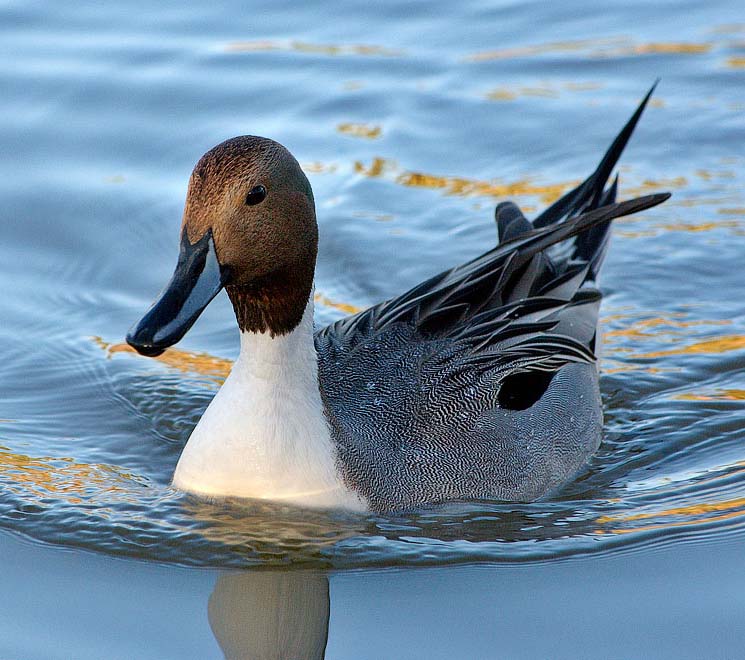 Northern Pintail - VỊT MỐC