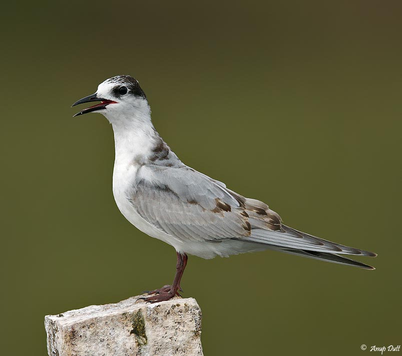 Whiskered Tern - NHÀN ĐEN