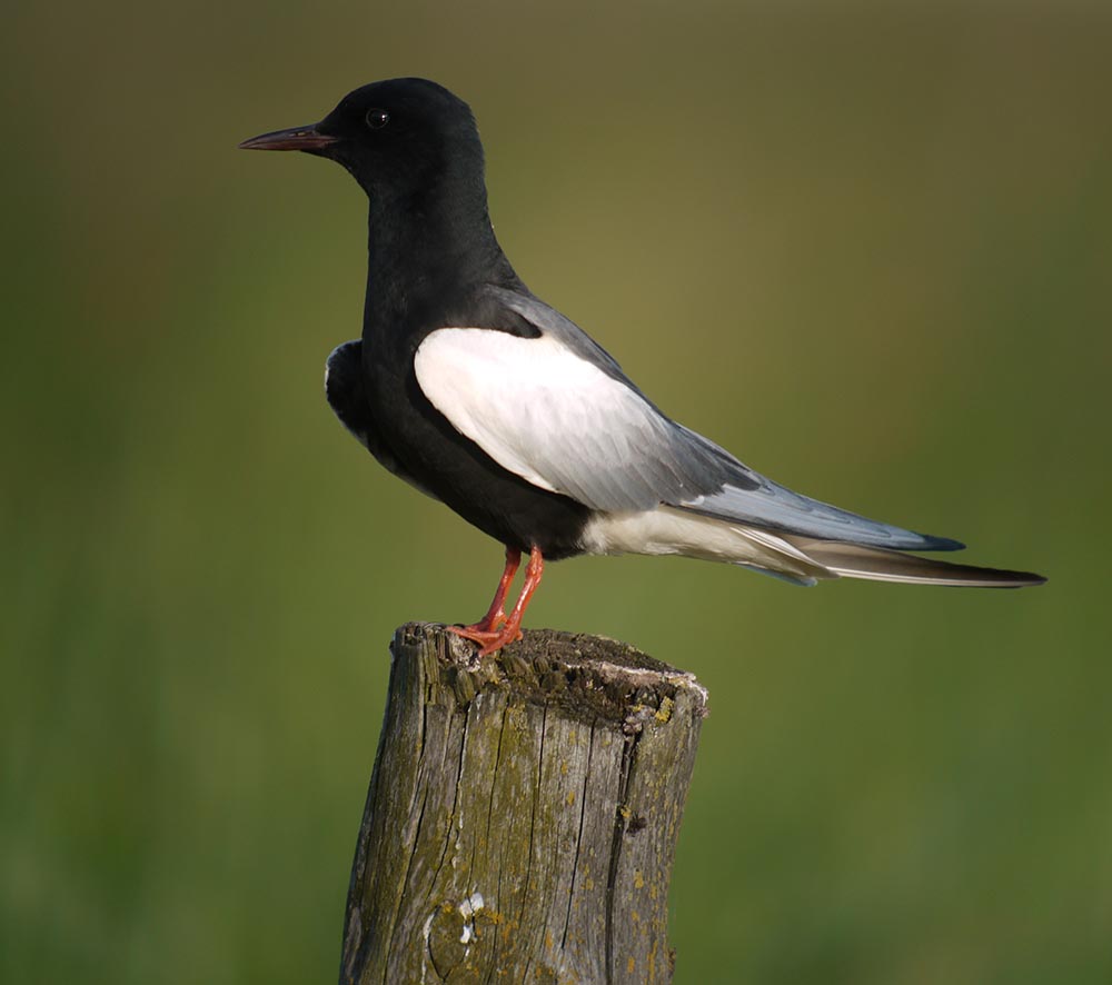 White-winged Tern- NHÀN XÁM