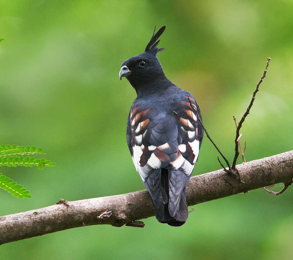 Black Baza - DIỀU MÀO