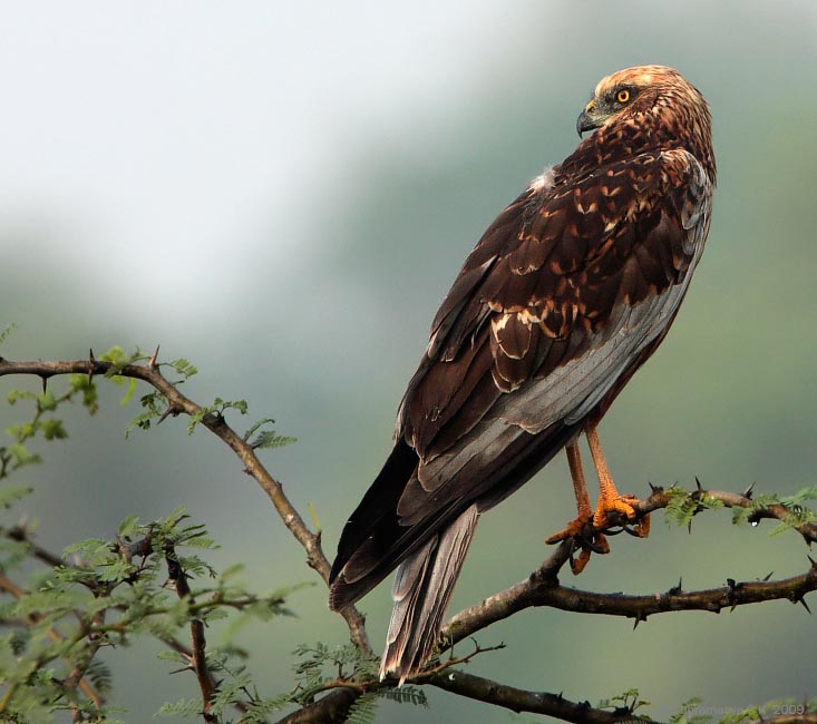 Western Marsh Harrier- DIỀU ĐẦU TRẮNG
