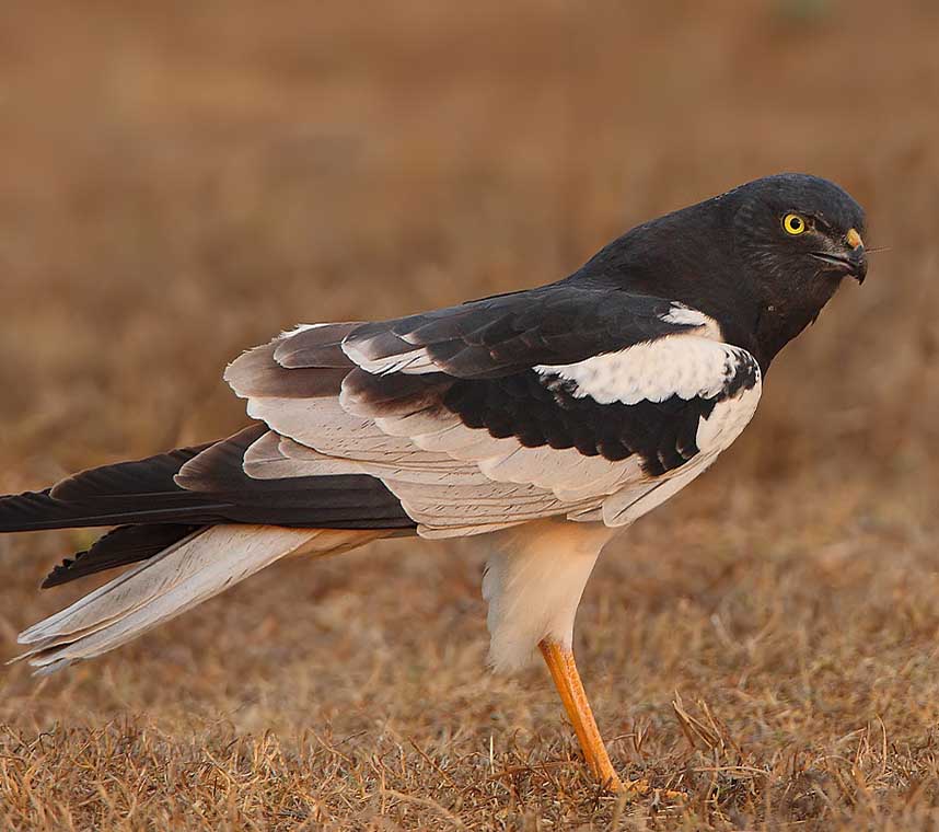Pied Harrier - DIỀU MƯỚP