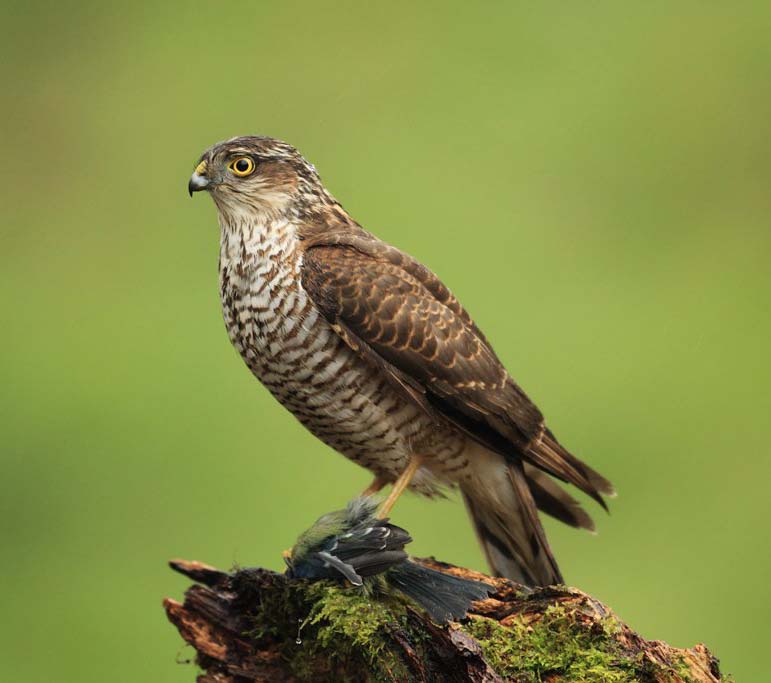 Japanese Sparrowhawk - ƯNG NHẬT BẢN