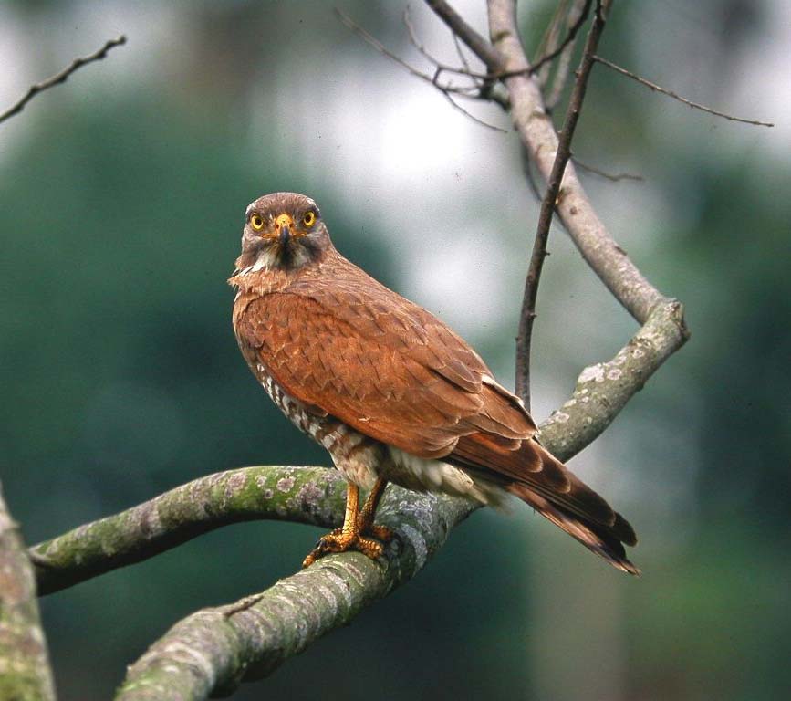 Grey-faced Buzzard - DIỀU ẤN ĐỘ