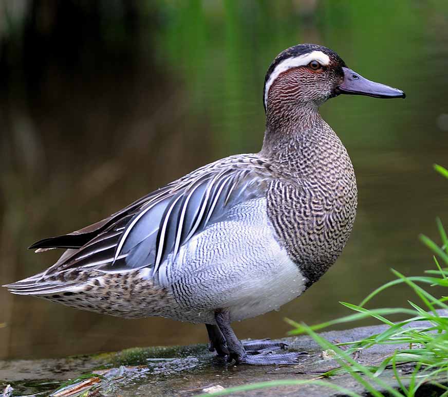 Garganey- MỒNG KÉT MÀY TRẮNG
