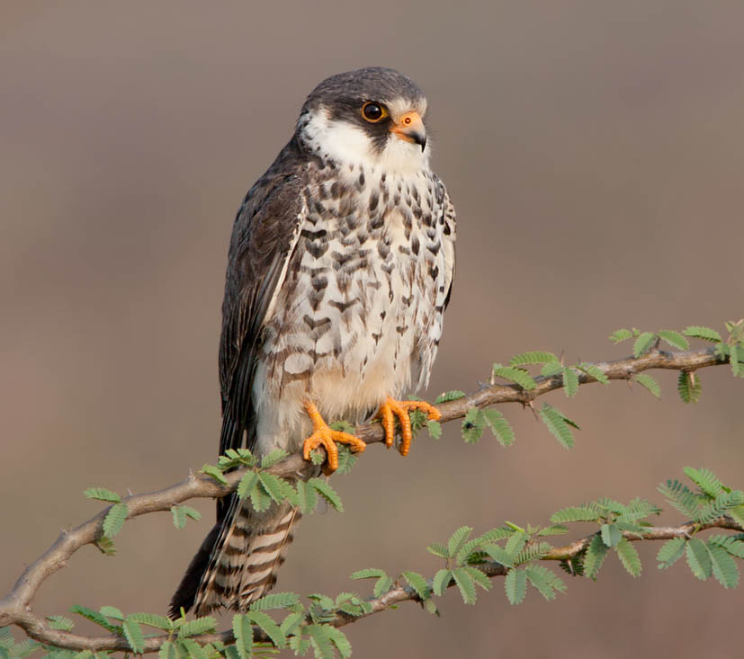 Amur Falcon - CẮT AMUR