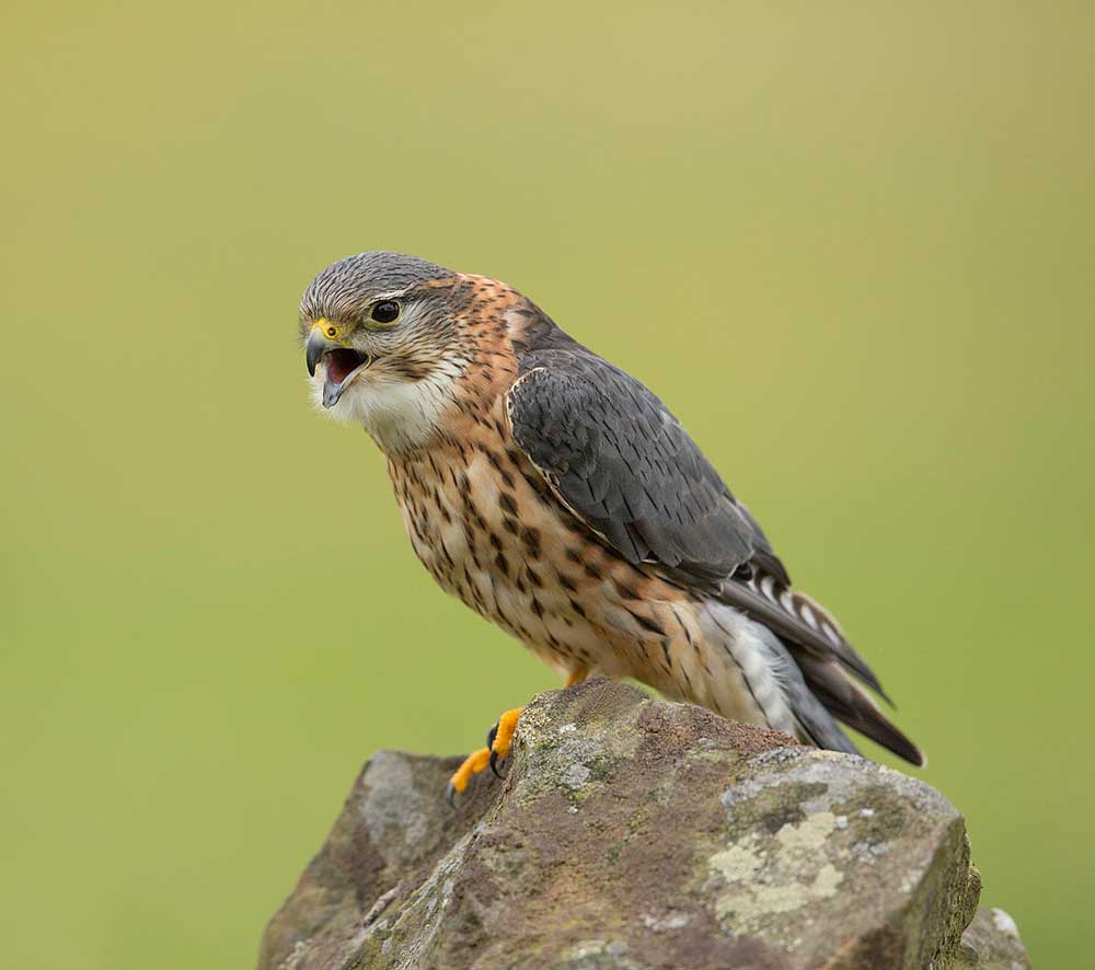 Merlin - CẮT LƯNG XÁM