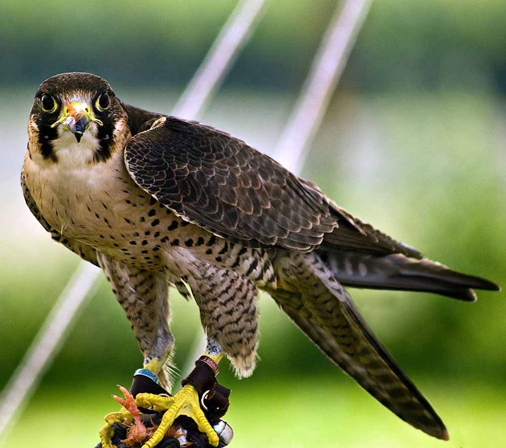 Peregrine Falcon - CẮT LỚN