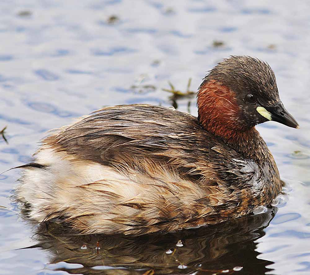 Little Grebe - LE HÔI