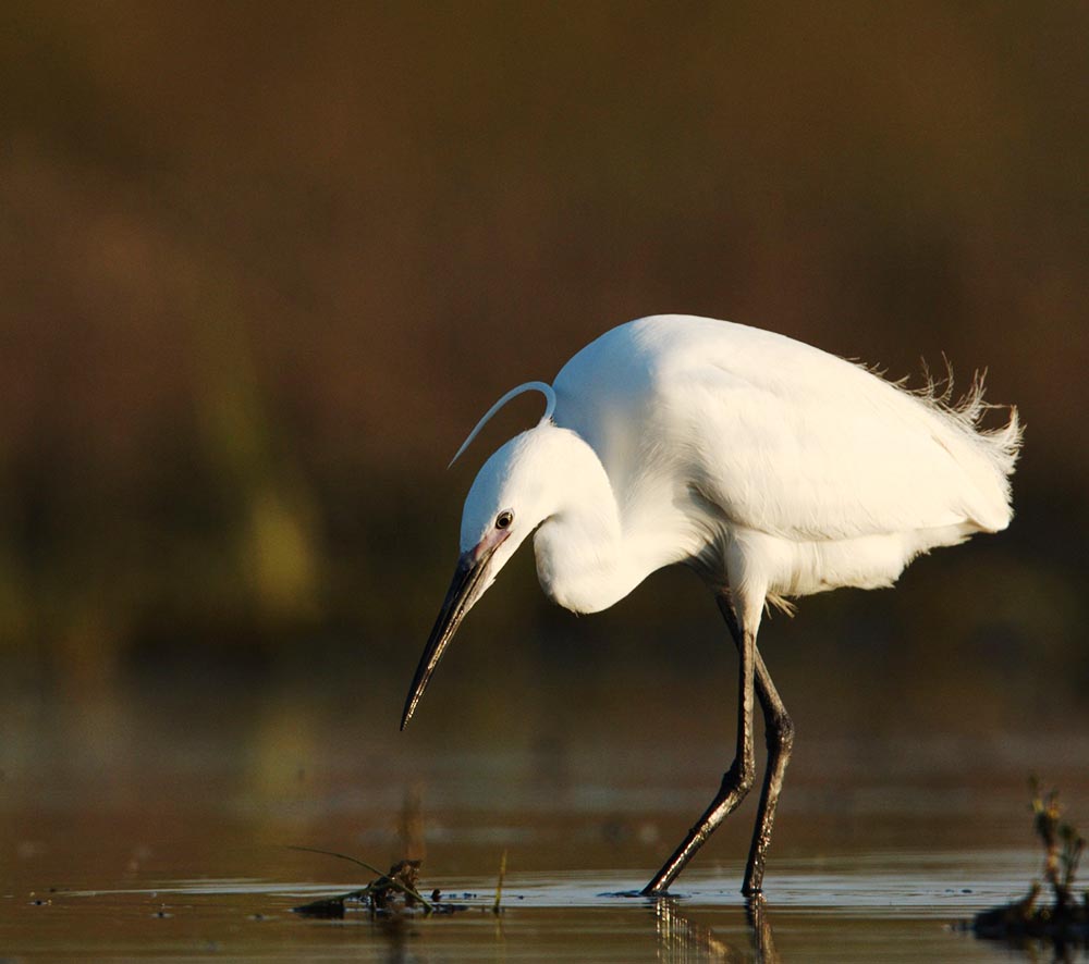 Little Egret - CÒ TRẮNG NHỎ