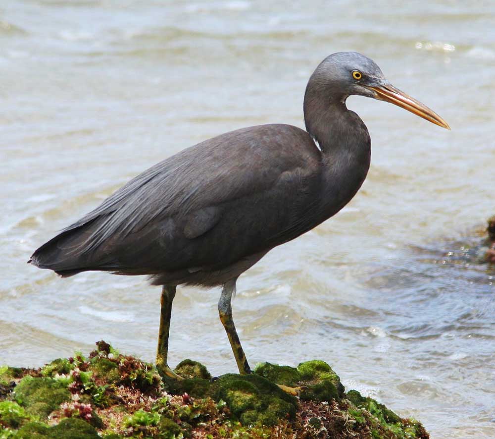 Pacific Reef Egret - CÒ ĐEN