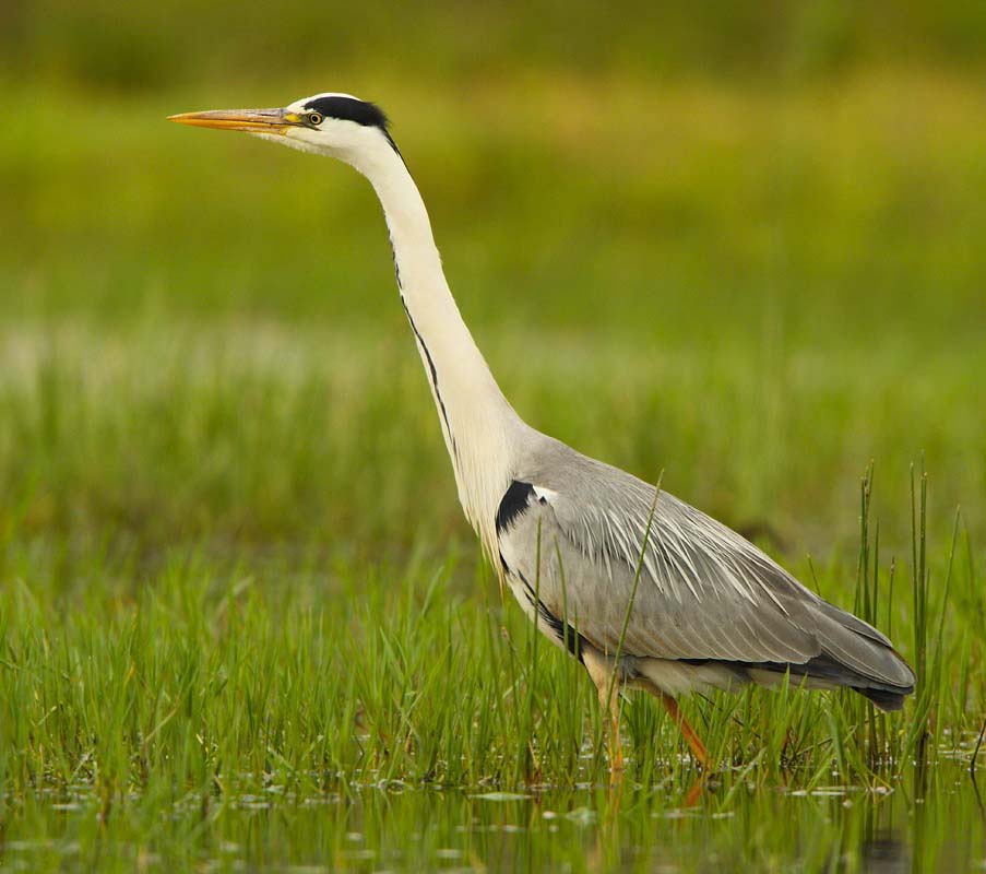 Grey Heron - DIỆC XÁM
