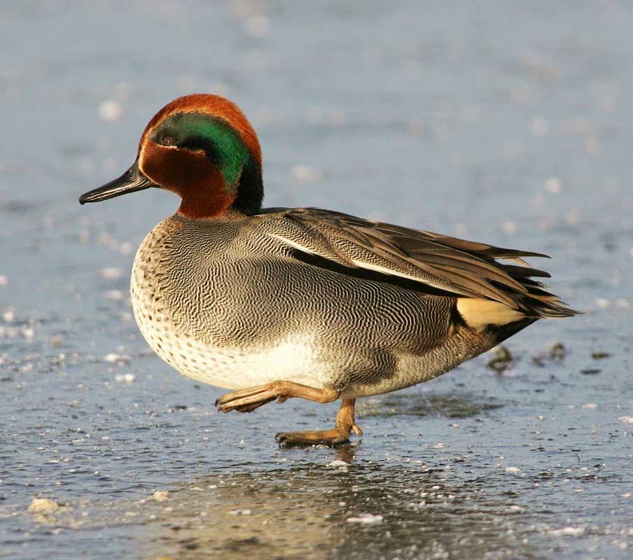Common Teal - MỒNG KÉT