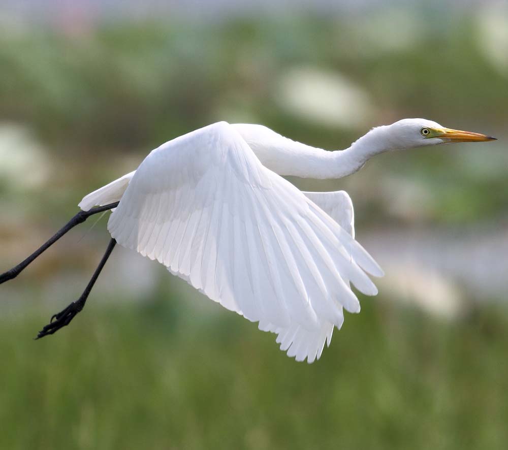 Intermediate Egret - CÒ TRẮNG NHỠ