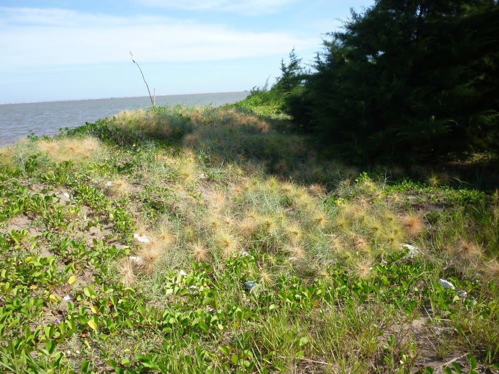 Quần xã ưu thế Rau muống biển (Ipomoea pescaprae)
