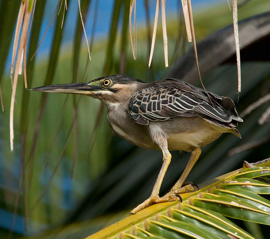 Little Heron - CÒ XANH