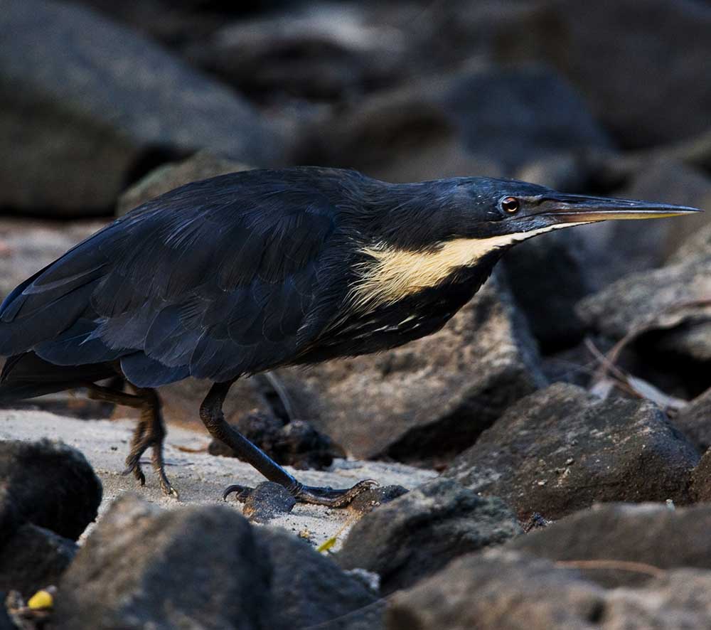Black Bittern - CÒ HƯƠNG