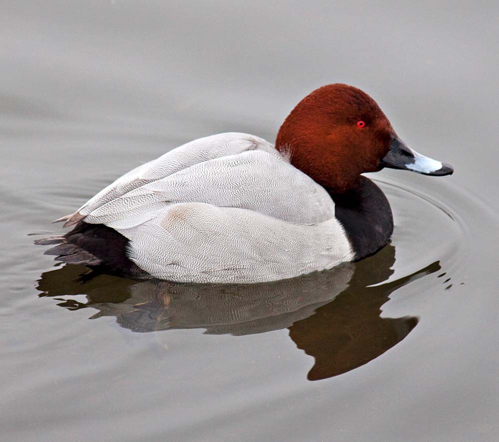 Common Pochard - Vịt đầu đỏ