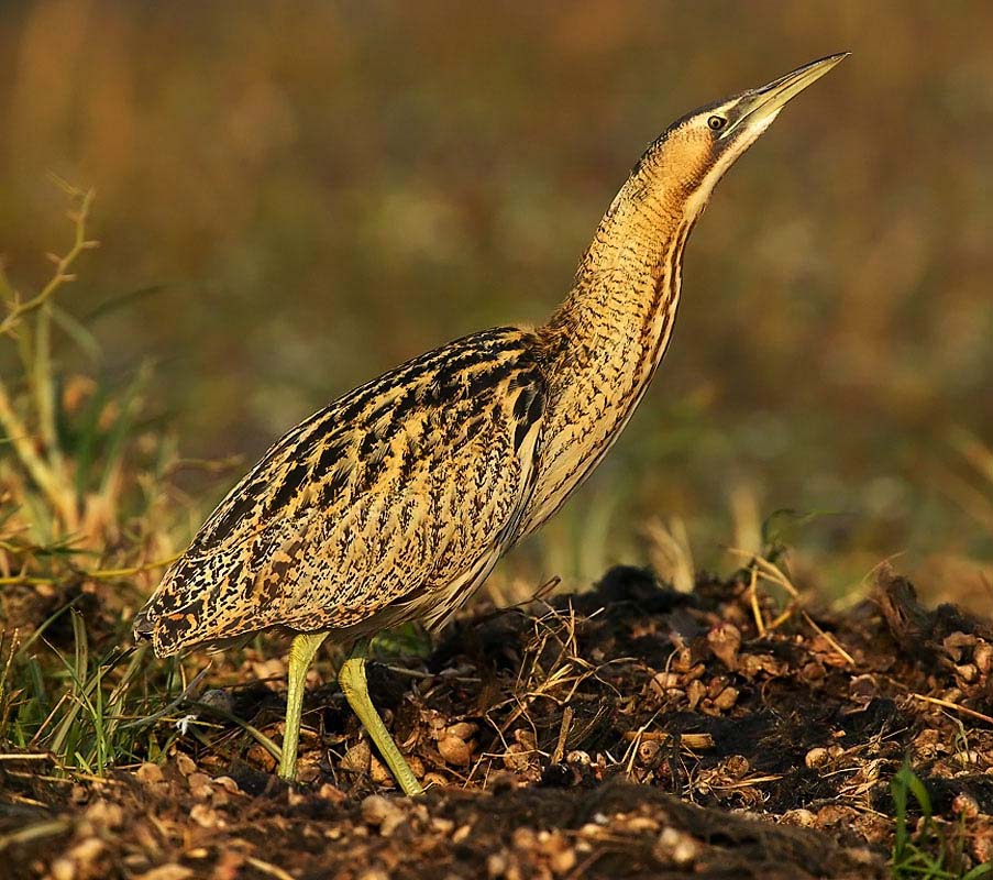Great Bittern - Vạc Rạ