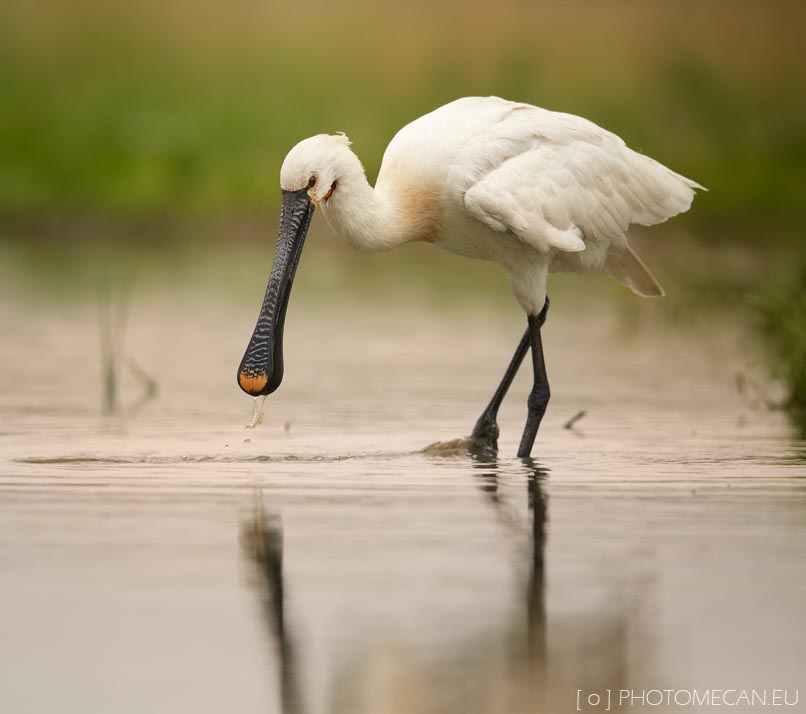 Eurasian Spoonbill - CÒ THÌA Á ÂU