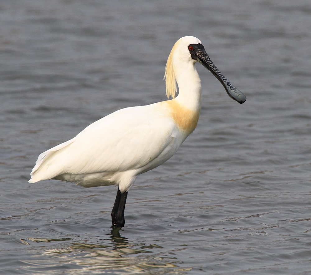 Black faced Spoonbill - CÒ THÌA MẶT ĐEN