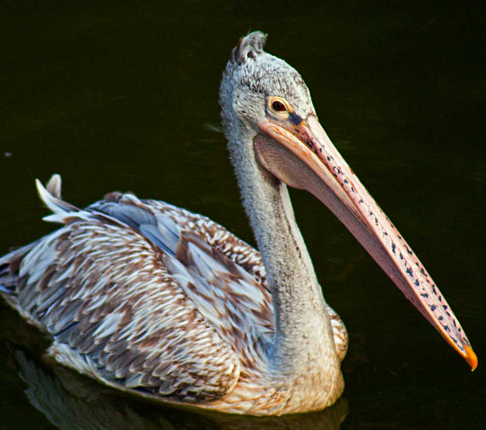 Spot billed Pelican- BỒ NÔNG CHÂN XÁM