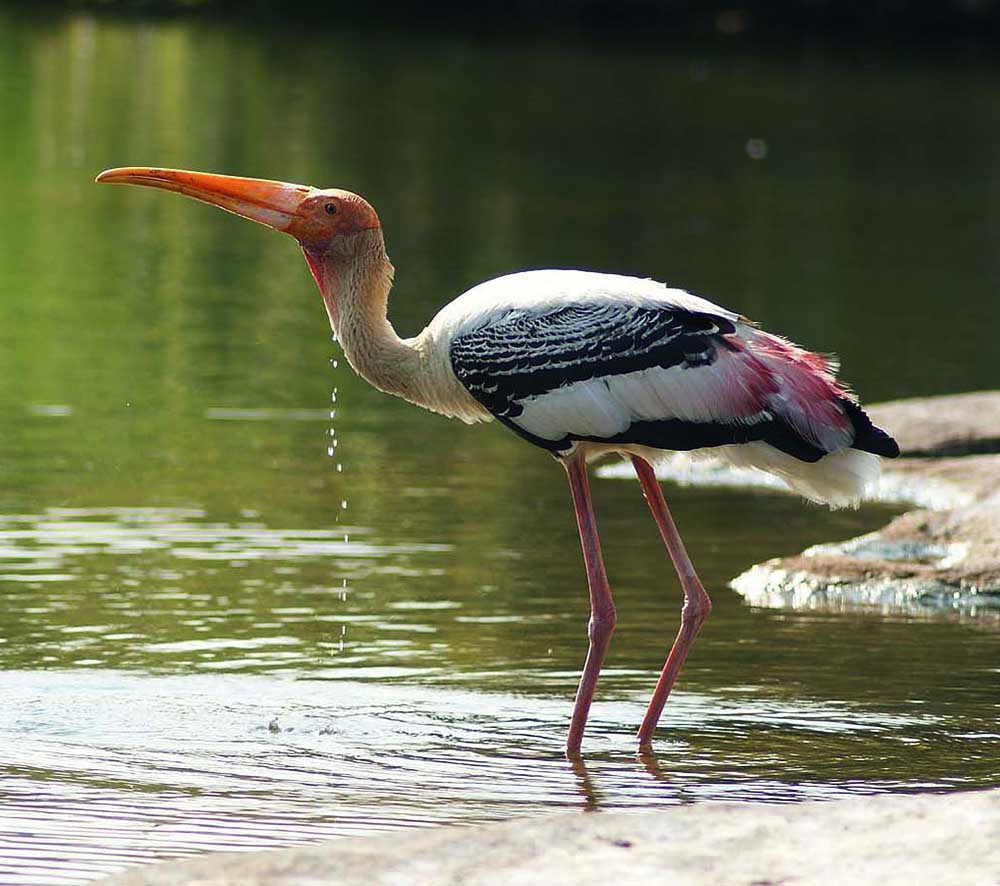 Painted Stork - GIANG SEN