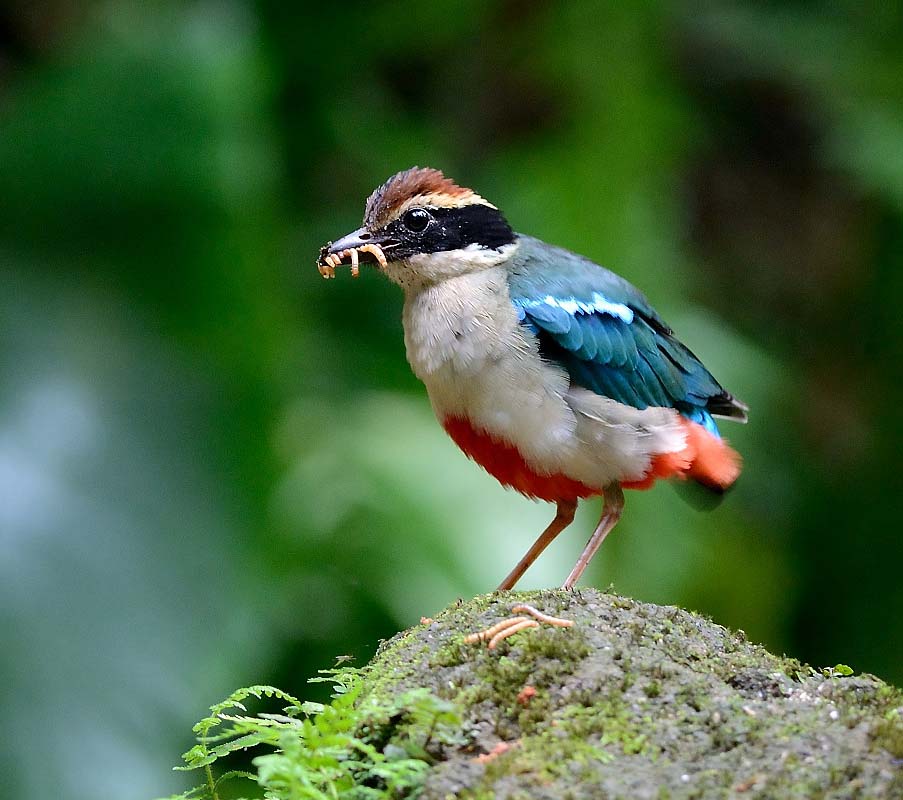 Fairy Pitta - ĐUÔI CỤT BỤNG ĐỎ