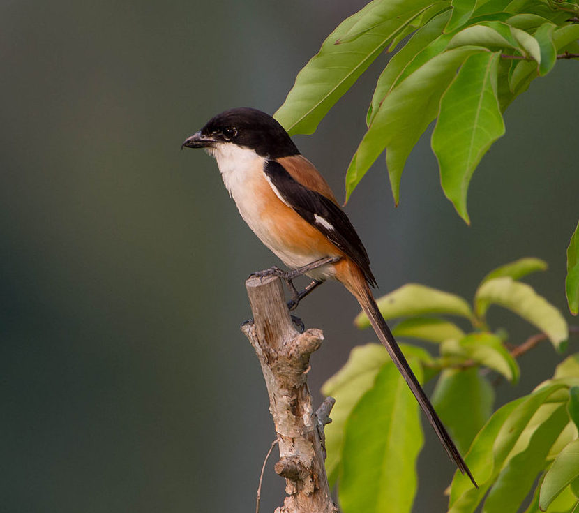 Long tailed Shrike - BÁCH THANH ĐUÔI DÀI