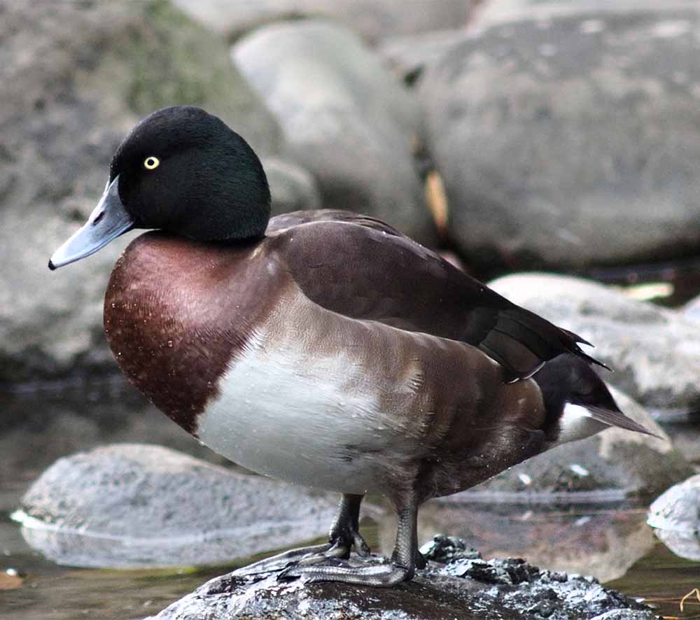 Baer's Pochard - VỊT ĐẦU ĐEN