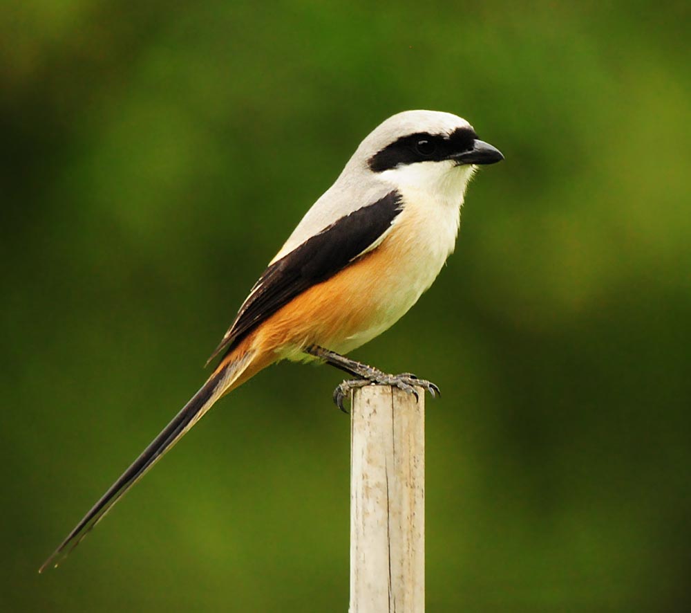 Grey backed Shrike - BÁCH THANH LƯNG XÁM