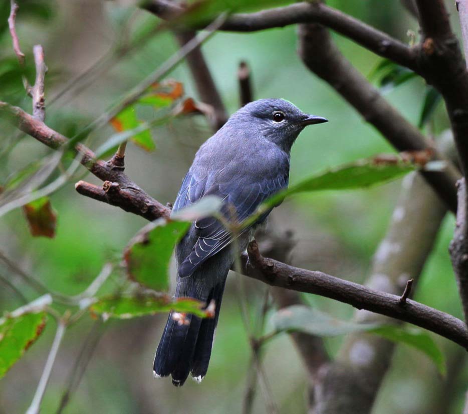 Black-winged Cuckooshrike - PHƯỜNG CHÈO XÁM