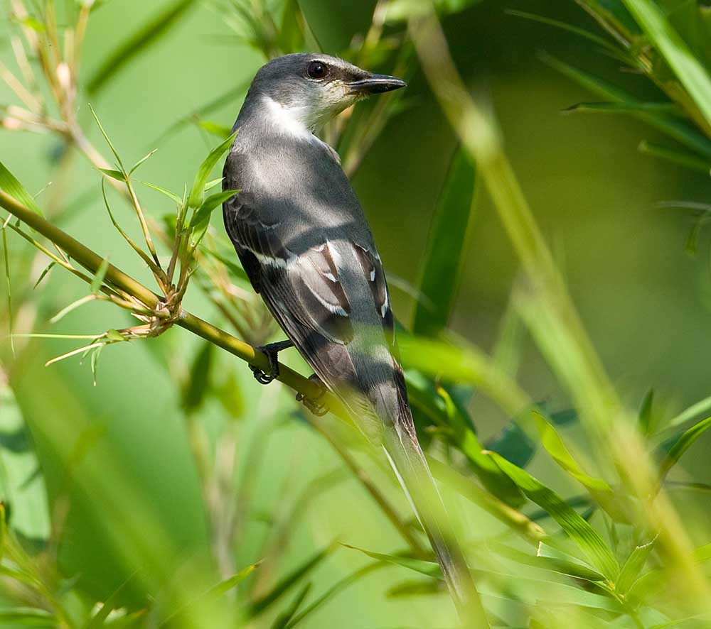 Ashy Minivet- PHƯỜNG CHÈO TRẮNG LỚN