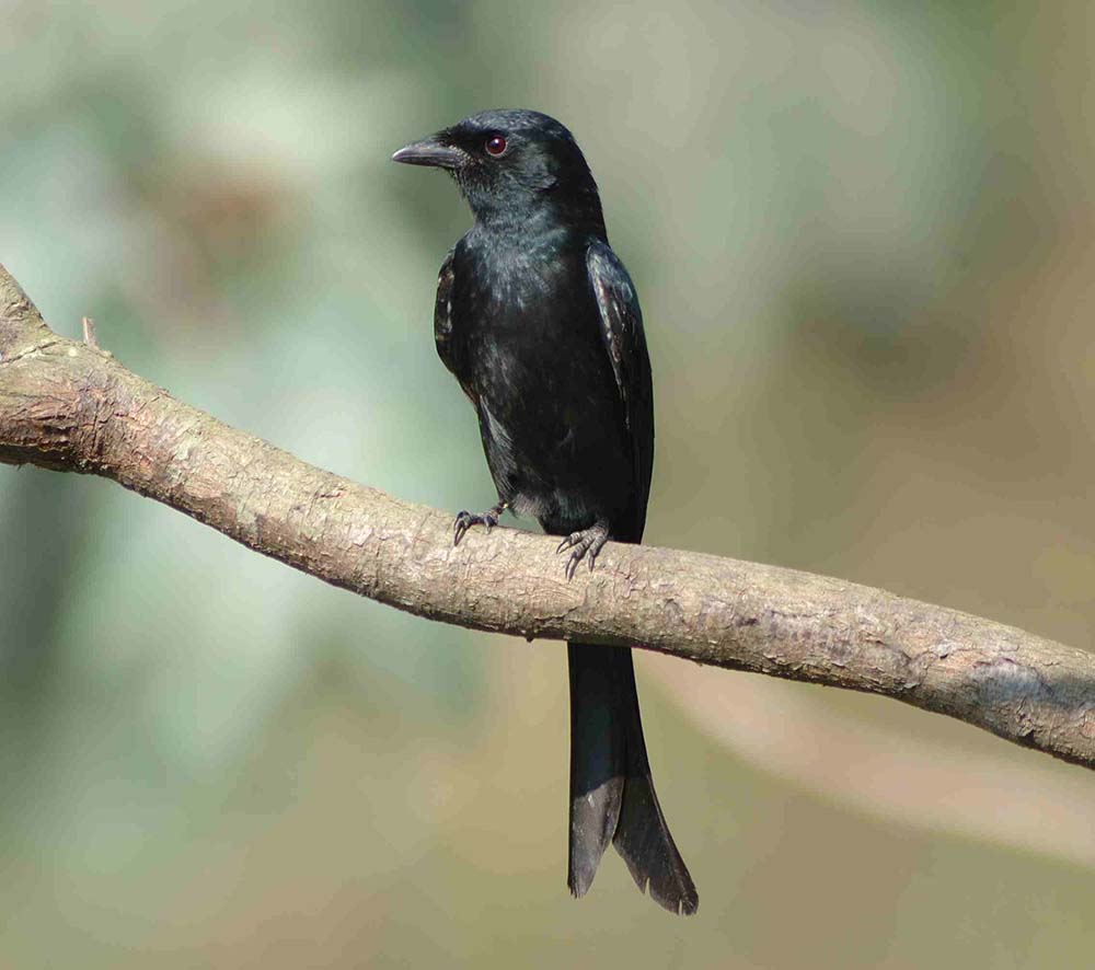 Black Drongo - CHÈO BẺO ĐEN