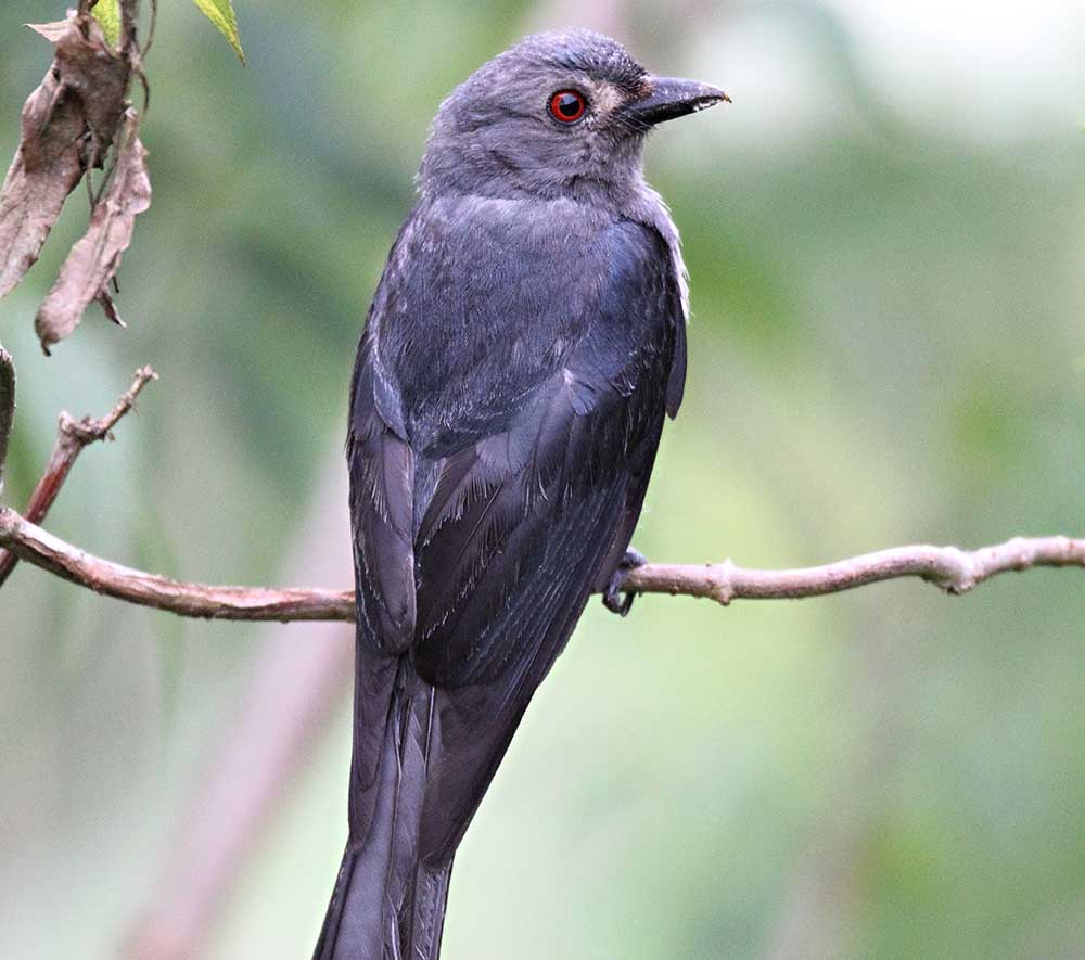 Ashy Drongo - CHÈO BẺO XÁM