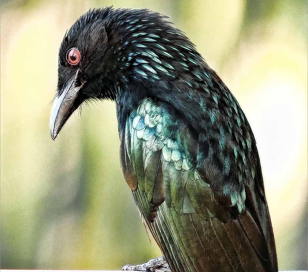 Spangled Drongo - CHÈO BÈO BỜM