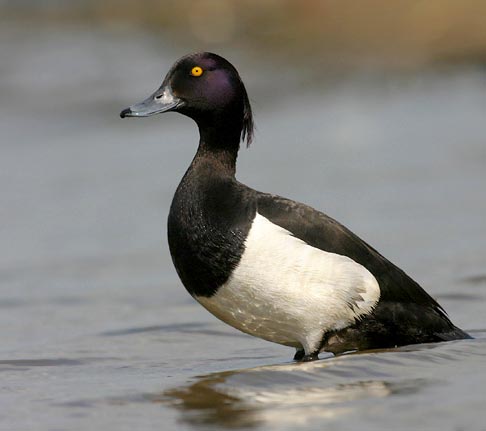 Tufted Duck - VỊT MÀO