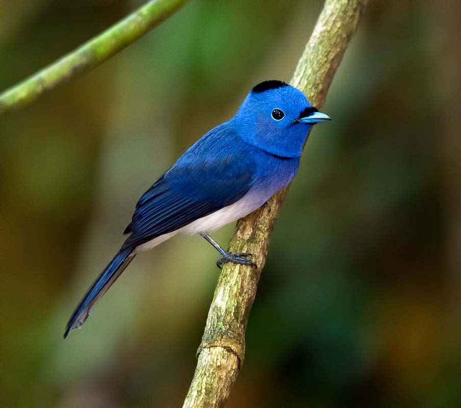 Black-naped Monarch- ĐỚP RUỒI XANH GÁY ĐEN