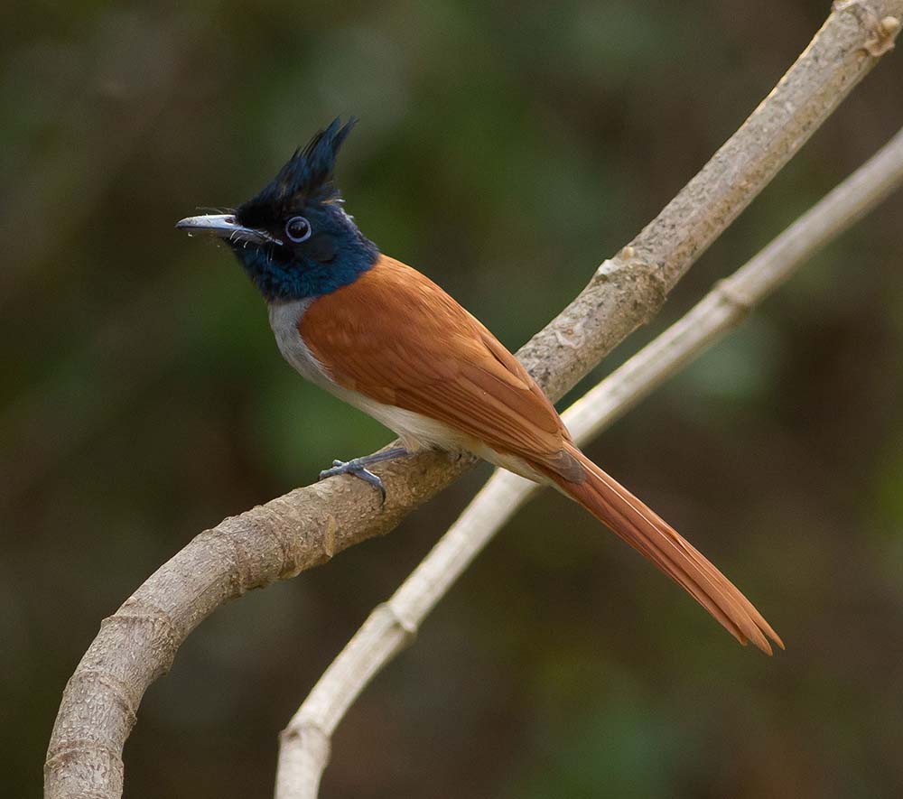 Asian Paradise Flycatcher - THIÊN ĐƯỜNG ĐUÔI PHƯỚN