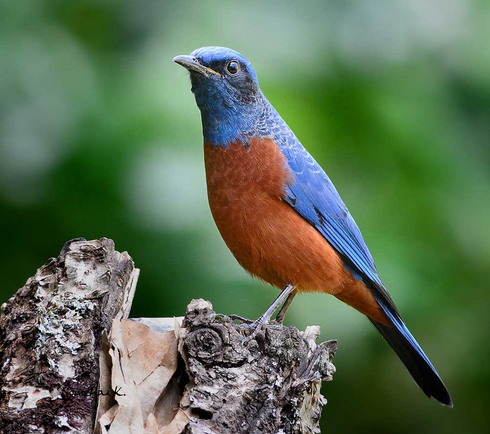 Chestnut-bellied Rock Thrush - HOÉT ĐÁ BỤNG HUNG