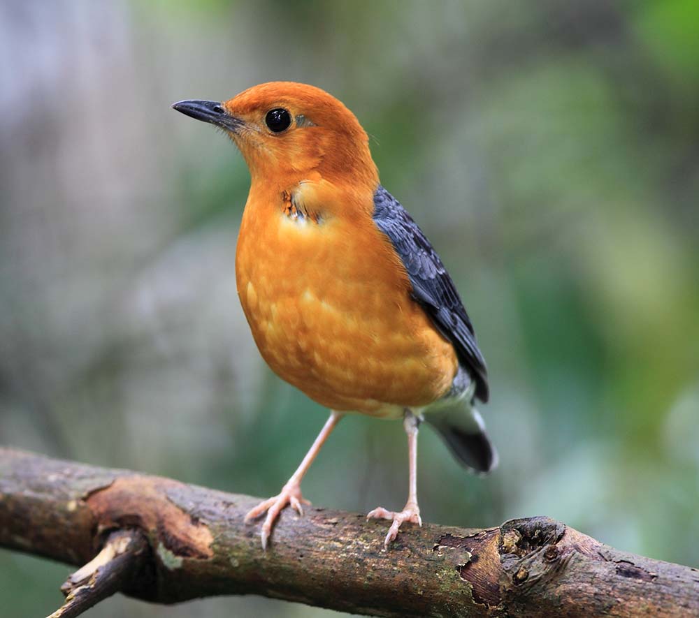 Orange-headed Thrush - HOÉT VÀNG