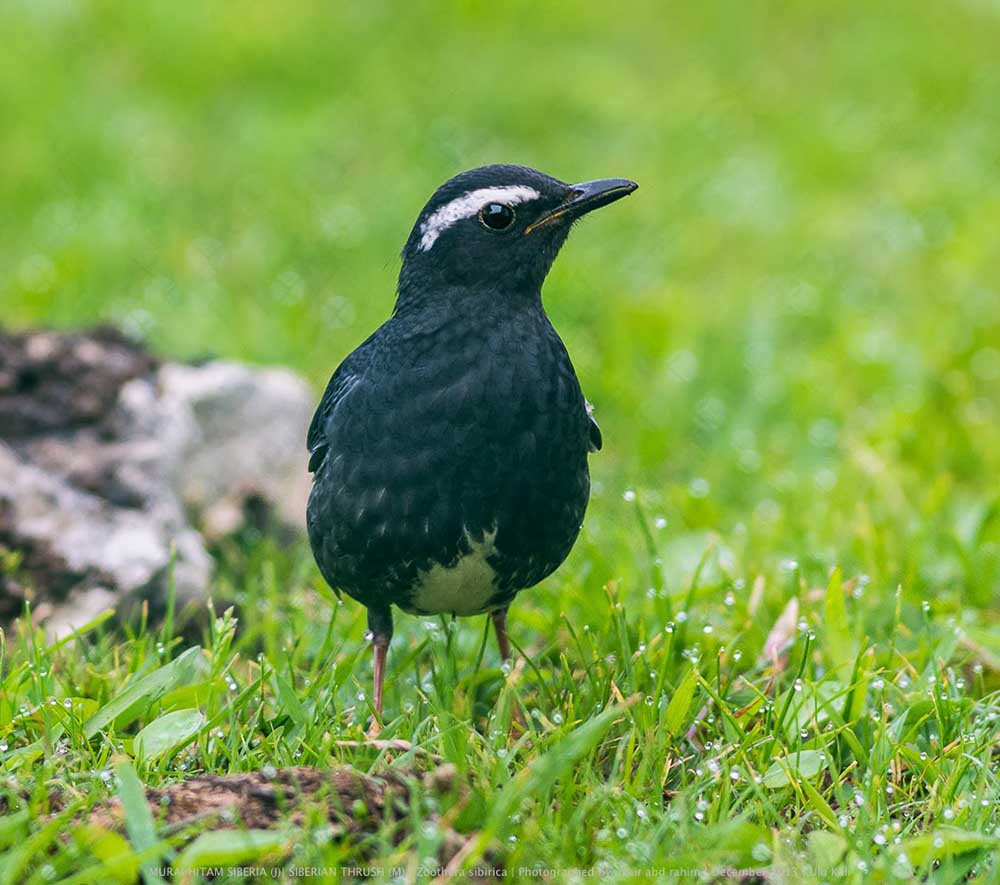 Siberian Thrush - HOÉT SIBERI