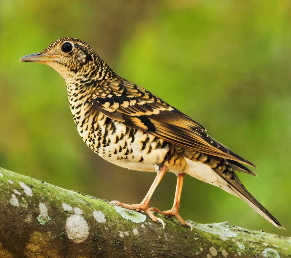 Scaly Thrush - SÁO ĐẤT