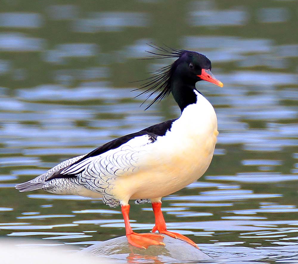 Scaly-sided Merganser - VỊT MỎ NHỌN NGỰC ĐỎ