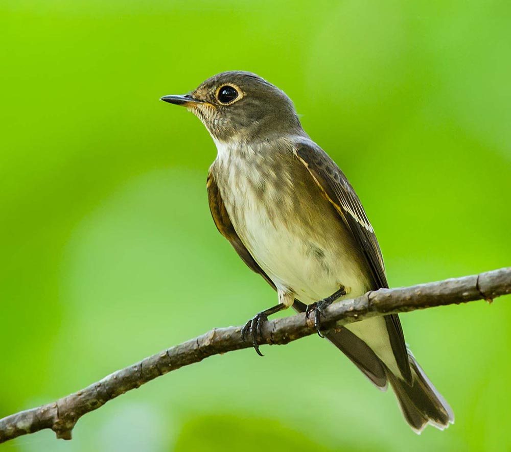 Asian Brown Flycatcher - ĐỚP RUỒI NÂU