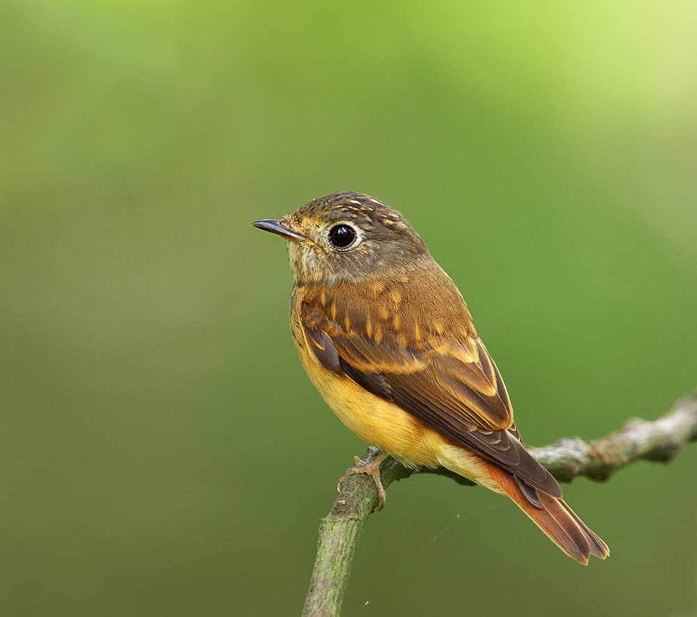 Ferruginous Flycatcher- ĐỚP RUỒI ĐẦU MUN