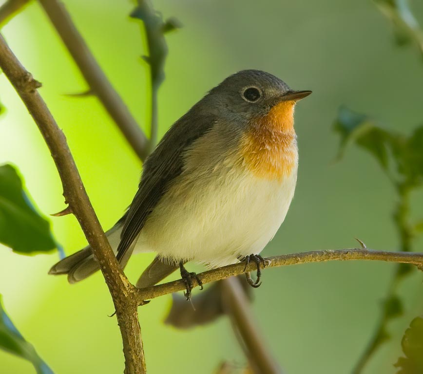 Red-throated Flycatcher - ĐỚP RUỒI HỌNG ĐỎ