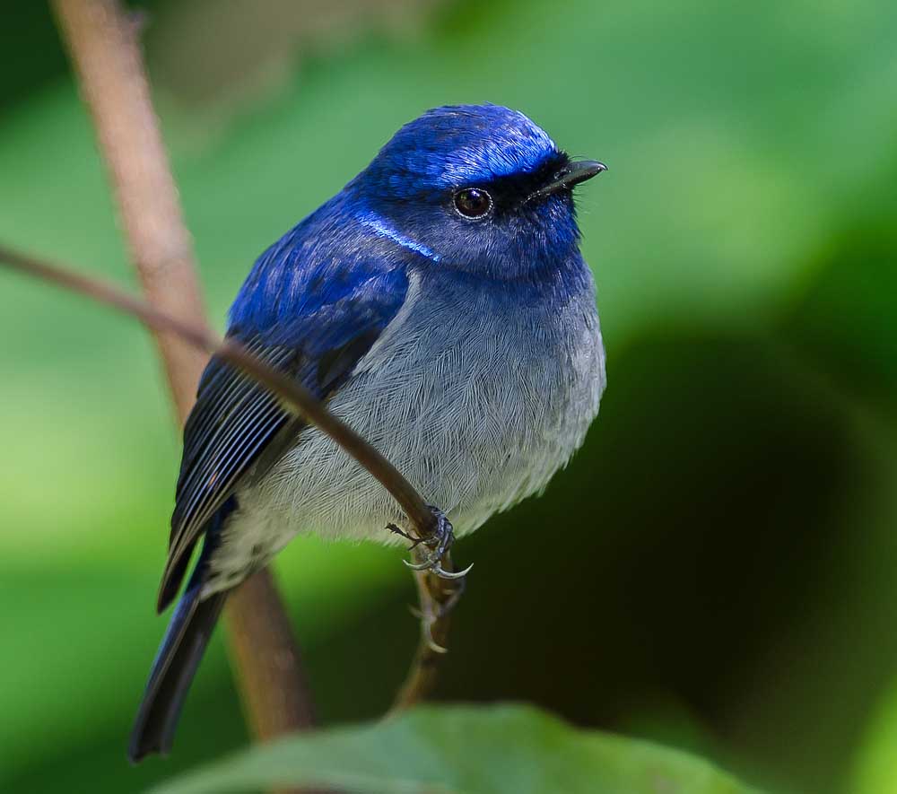 Small Niltava - ĐỚP RUỒI TRÁN ĐEN