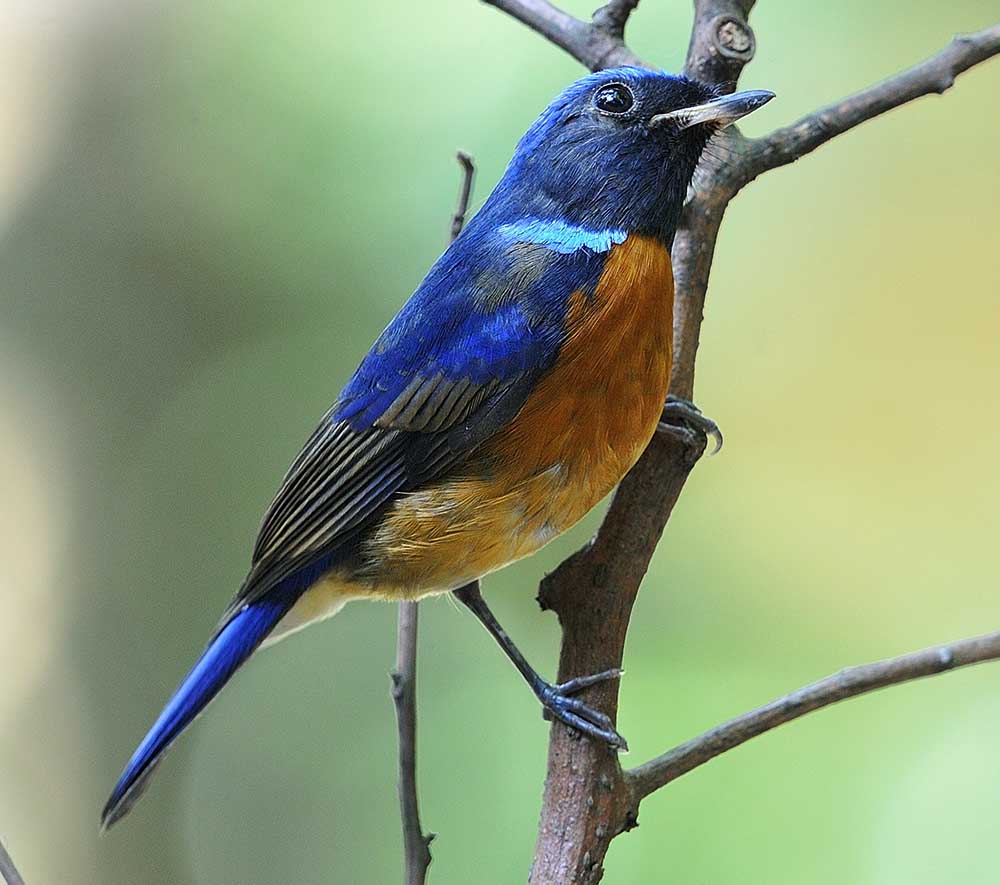 Fujian Niltava- ĐỚP RUỒI CẰM ĐEN